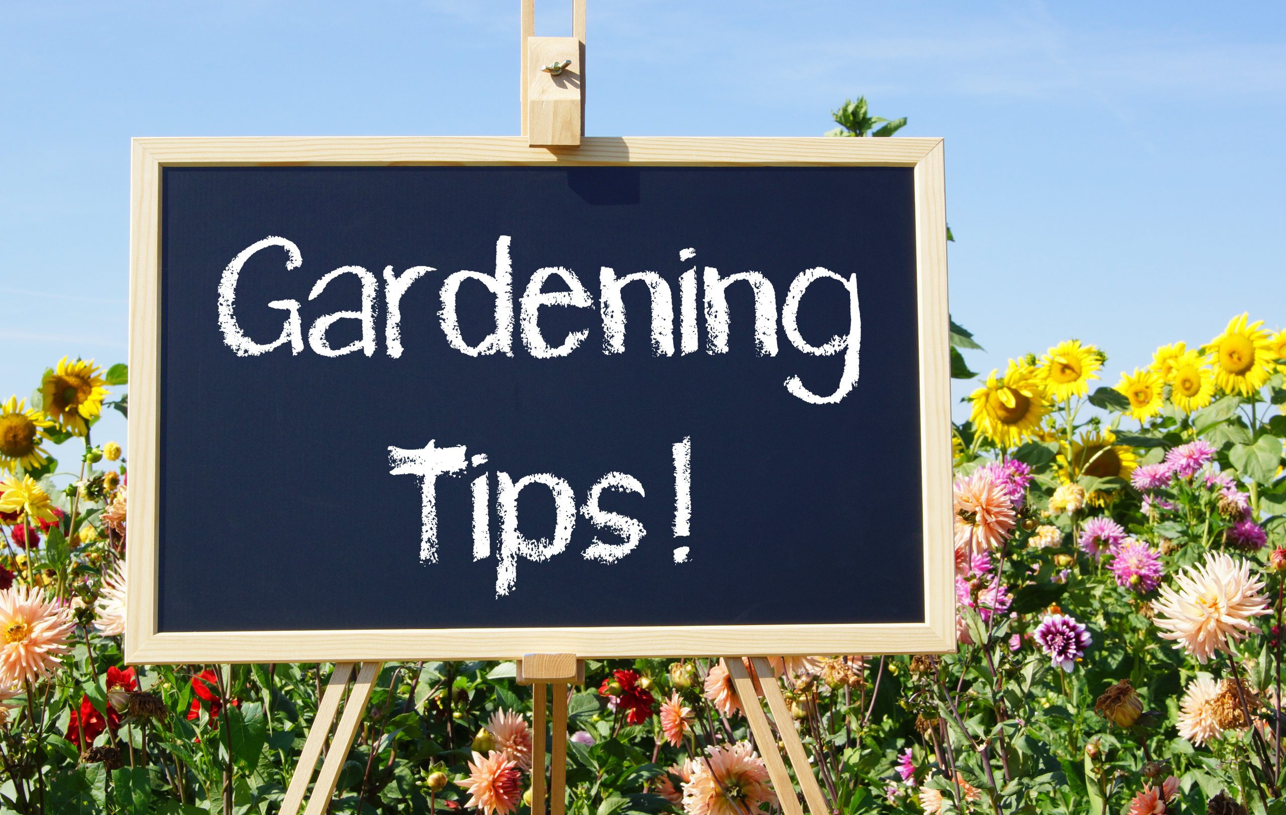 Summer Gardening Tips - chalkboard with flowers in the garden