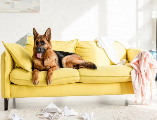 Must Have Pet Products for Your Home