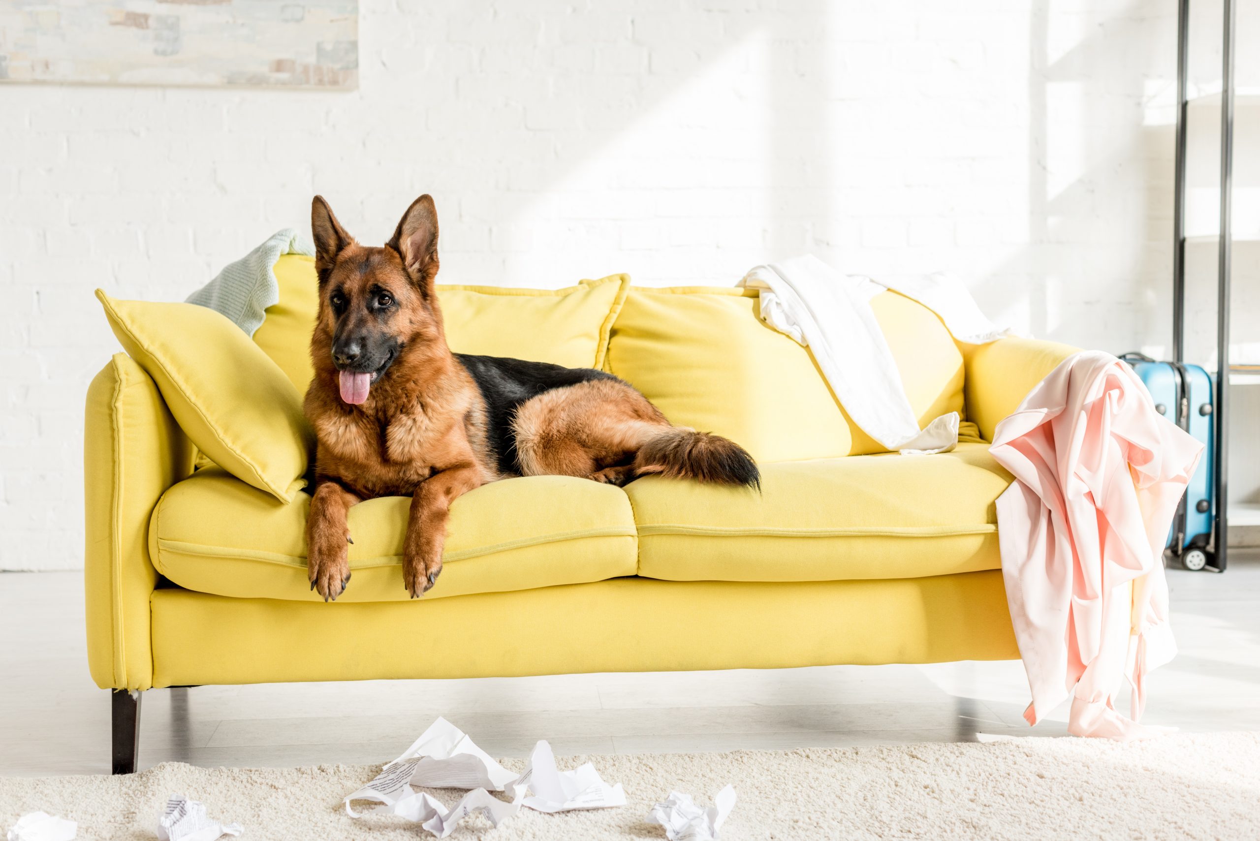 cute German Shepherd lying on bright yellow sofa in messy apartm